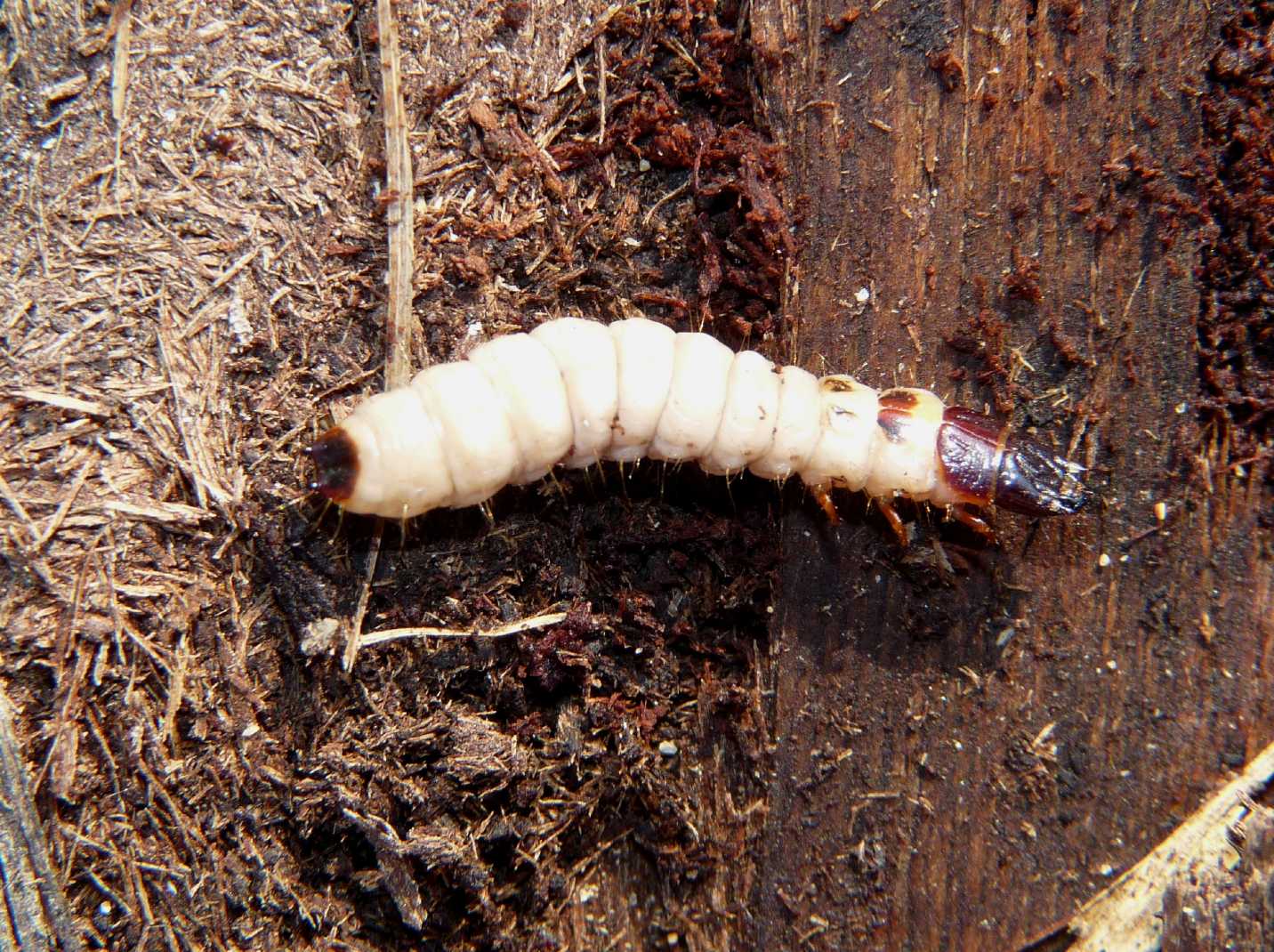 Larva in corteccia di pioppo morto: probabile Trogositidae